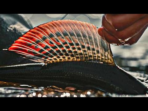 Видео: ХАРИУС- КАК ЕГО ЛОВИТЬ. Как и на что Ловить хариуса. Рыбалка на хариуса. Хариус нахлыстом. Спиннинг.