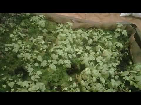 Видео: Размножение малины из корневых черенков, ошибки при посадке крапивки.