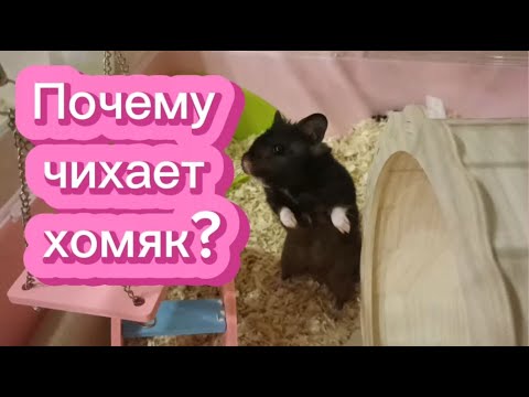 Видео: Хомяк чихает🐹Почему?🤨#хомяк #hamster #хомякчихает