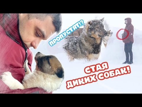 Видео: Щенок плакал по маме. Дикие собаки остановили нас. Нападение на волонтера.