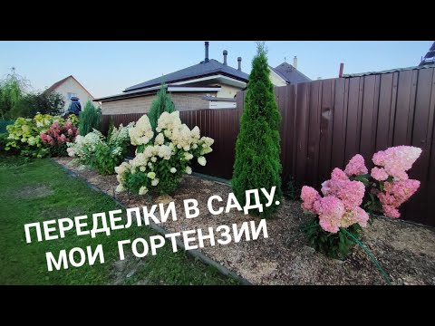 Видео: Видео от 6, 8 и 10.09.24. Выкапываю флоксы, показываю гортензии.