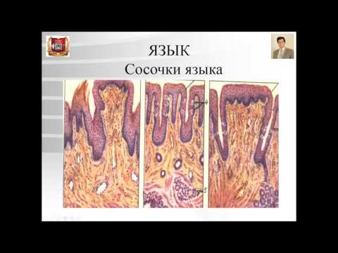 Видео: Лекция №19. Строение органов полости рта. Лекция по гистологии.