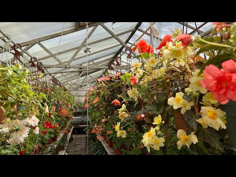 Видео: Болмо гулу. Бегония гулуно жайкы жасалчу жумуштар ✂️🌹