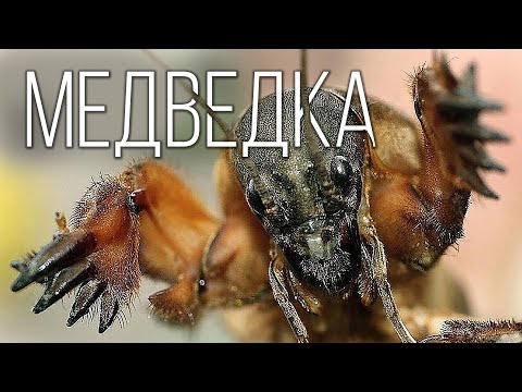 Видео: Медведка: Кошмар фермеров и монстр среди насекомых | Интересные факты про медведку