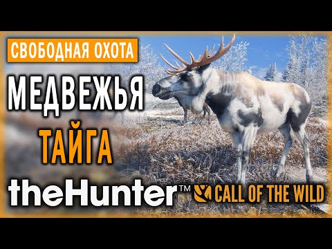 Видео: theHunter Call of the Wild #15 🐻 - Медвежья Тайга (часть 4) - Свободная Охота