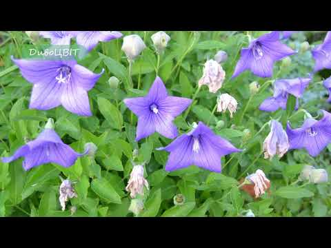 Видео: І знову зрізати? Широкодзвоник платикодон.