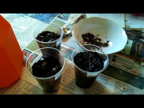 Видео: Хурма виргинская - размножение семенами - стратификация и посадка