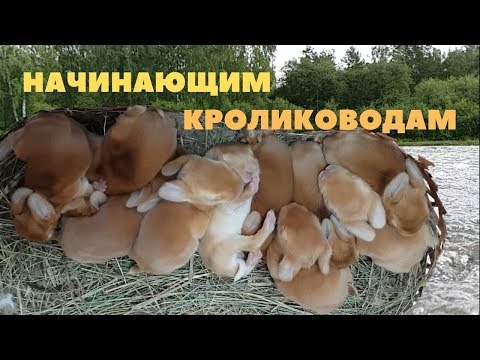 Видео: Размножение кроликов /Советы по разведению и содержанию