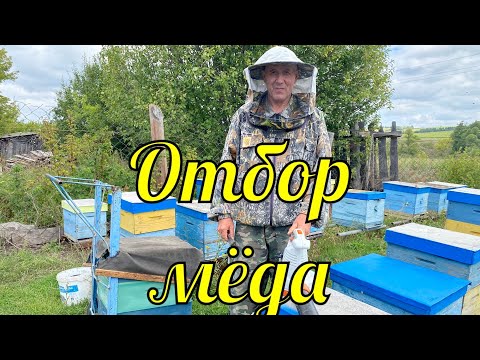 Видео: ОТБОР МЁДА!!! КАРНИКА И БАКФАСТ!!!