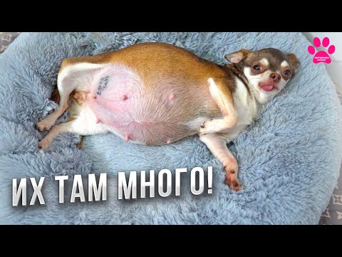 Видео: Мы потеряли единственного щенка! Живот уже больше, чем сама собака! Это уже становится опасным.