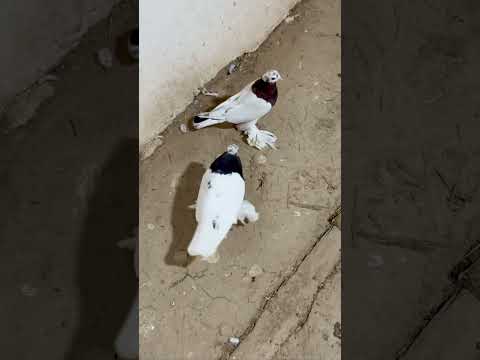 Видео: Кара и шахмат капкан