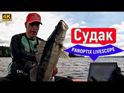 Видео: Пелагический судак с PANOPTIX LIVESCOPE. Десногорск 22 июня 2024