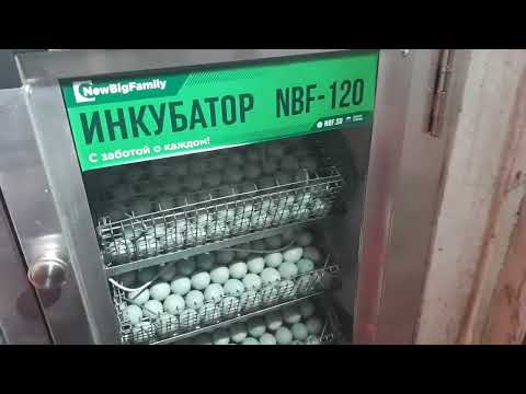 Видео: инкубатор NBF 120