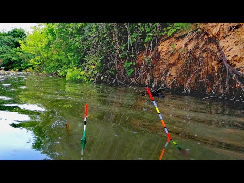 Видео: ДЗЕРКАЛЬНІ КОРОПИ  пруть на КУКУРУДЗУ🌽 🎣🚀🚀Готую шаурму на мангалі🌯🌯🌯😋