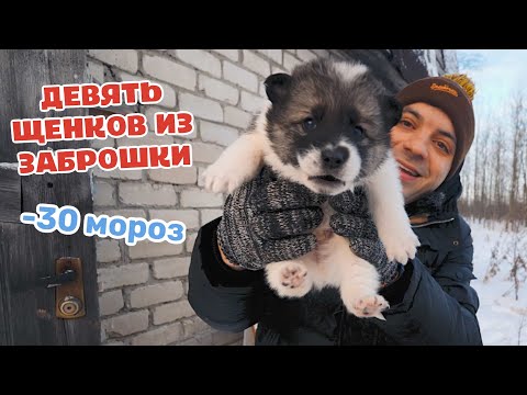 Видео: Щенки родились в заброшке в -30. Их маму выкинули беременную.