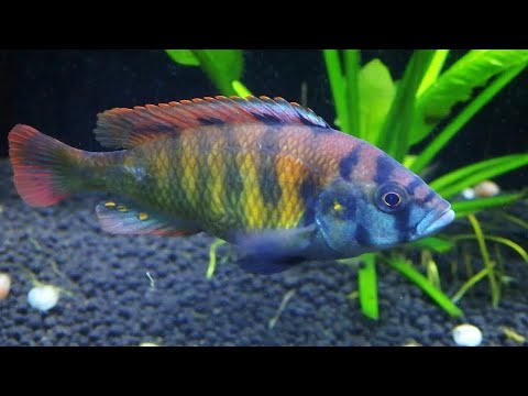 Видео: Зима без снега. Птичий рынок Челябинска 8.12.2024