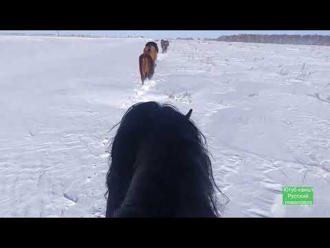 Видео: Красиво бегут, лошади пришли в деревню!