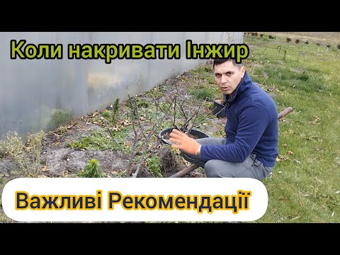 Видео: Інжир готуємо на Зиму, що потрібно знати і робити)))