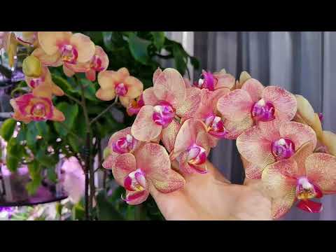 Видео: Орхидеи мультифлоры. Без мутантов не обошлось.