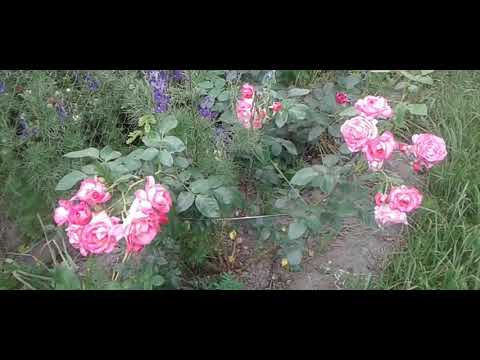 Видео: Нежная плетистая роза Хендель. Delicate climbing rose Hendel.