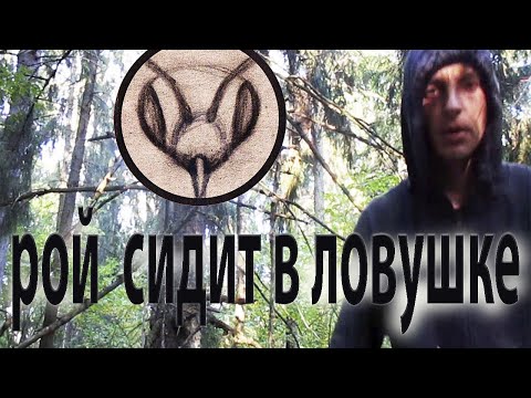 Видео: Поймал шестой рой в сезоне 2024. Картонные колоды срабатывают