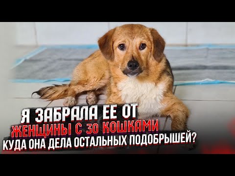 Видео: Видели моего Хасю? Забрала Бетти у бабушки. Озвучка Кузи и котят😂