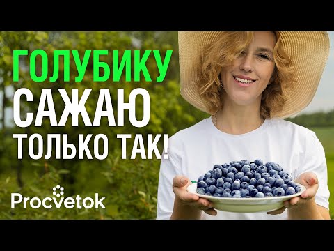 Видео: ГОЛУБИКА ЗАВАЛИТ КРУПНЫМИ И СЛАДКИМИ ЯГОДАМИ, если посадить ее таким способом!