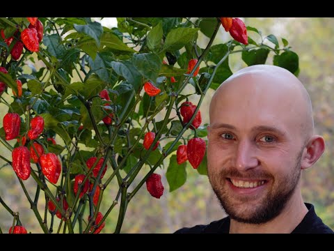 Видео: Гострі перці: користь, вирощування, догляд і шкідники 🌶️