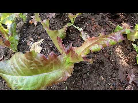 Видео: Сбор урожая пак-чой с осенним обновлением сада