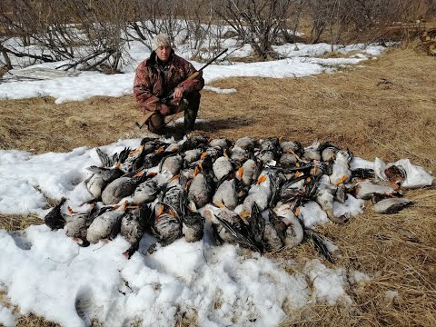 Видео: ОХОТА НА ГУСЯ / ОТЛИЧНЫЕ НАЛЕТЫ