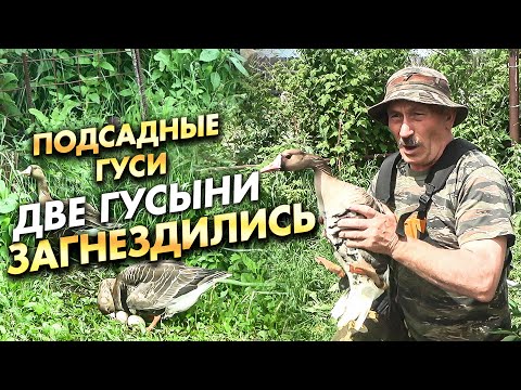 Видео: Подсадные гуси / ДВЕ ГУСЫНИ ЗАГНЕЗДИЛИСЬ !