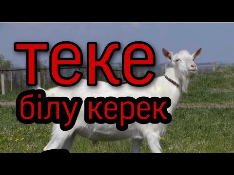 Видео: Текең жақсы болса шын бақыт? Теке жайлы...