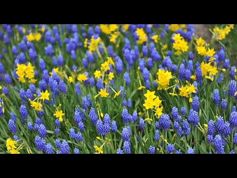 Видео: Луковичные сокровища Кёкенхофа: 37 сортов нарциссов