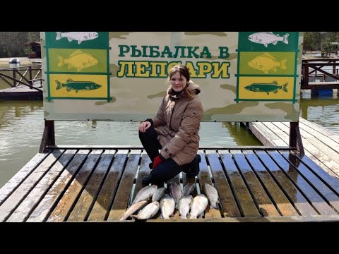 Видео: форель на прудах Лепсари поймали 12 2 кг Trout