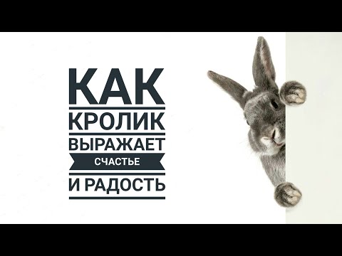 Видео: Как понять, что кролик счастлив / How to tell if a rabbit is happy
