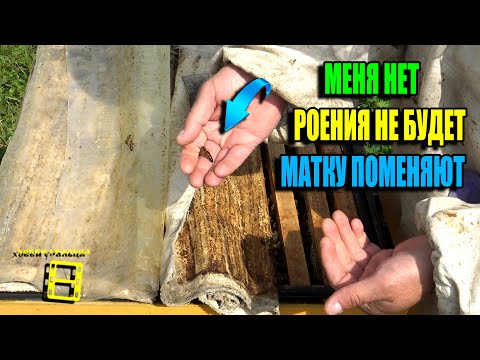 Видео: КАК 100% ПОМЕНЯТЬ МАТОК В ОТСУТСТВИИ ПЧЕЛОВОДА БЕЗ РОЕНИЯ? ПЧЕЛОВОДСТВО 25-24