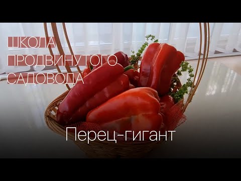 Видео: Перец-гигант. Школа продвинутого садовода