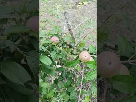Видео: ПРОДАЕТСЯ ЧУДЕСНЫЙ ДОМ НА ЮГЕ У РЕКИ