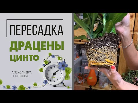 Видео: Пересадка Драцены Цинто - как пересадить правильно после покупки