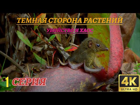 Видео: Мир Дикой Природы. Растения хищники. Документальный Фильм 4K. 1 серия из 2
