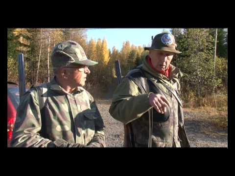 Видео: Воспитание и дрессировка охотничьей собаки. Дратхаар