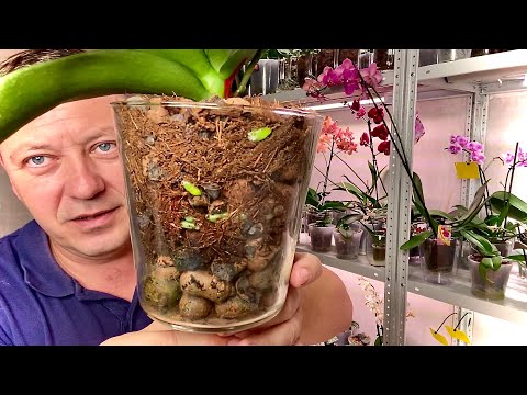 Видео: ОРХИДЕИ ПРОСЫПАЮТСЯ КОРНИ в этом грунте, ЛУЧШИЙ ГРУНТ на КАНАЛЕ Георгий Горячевский в 2020 году