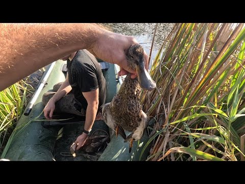 Видео: Залезли в камыши,а там УТКИ сидят.Шикарная охота на Кубани.