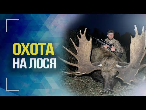 Видео: Охота на лося на реву в Беларуси 2020 | Часть первая
