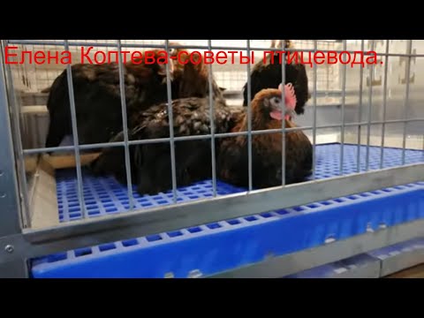 Видео: Куры. Зачем отсаживать петушков?