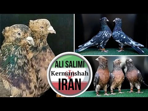 Видео: г. Керманшах, Иран | Мраморные голуби Али Салими | کبوتران علی سلیمی کرمانشاه