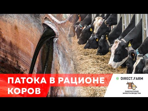 Видео: Кормление коров свекловичной патокой (питательная ценность и способы хранения)