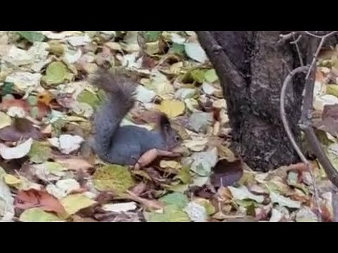 Видео: Задание С2.  4)Реакции опор в ПК ЛИРА-САПР, или Лиха беда начало