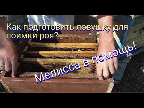 Видео: Зарядил ловушки для поимки бродячего роя.