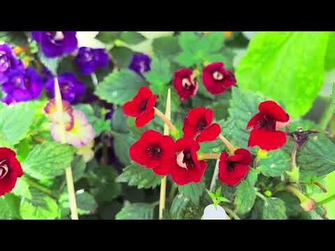 Видео: Обзор западного балкона с растениями на 29.07.25г 🌸🌺☘️#plants #комнатныерастения #растенияпочтой